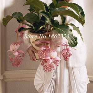 Medinilla Magnifica plant Very Beautiful Bonsai Flower Plant For Home Garden Decoration Flower plant 100Pc office desktop flower
