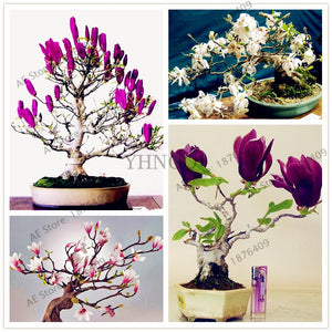 Magnolia bonsai,rare potted flower tree flores,home and garden decoration plant,easy to grow,30pcs/bag