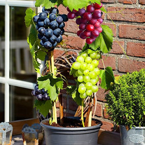 50pcs Grape plants Miniature Grape Bonsai Palnt bonsai Organic Fruit Plantas For Garden Mini-bonsai-tree