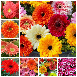 New Arrival 100 Pcs Hybrids Gerbera Perennial Flower Bonsai Chrysanthemum Plants Easy Grow for Home Garden Decor Potted Planters