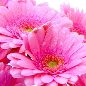 New Arrival 100 Pcs Hybrids Gerbera Perennial Flower Bonsai Chrysanthemum Plants Easy Grow for Home Garden Decor Potted Planters