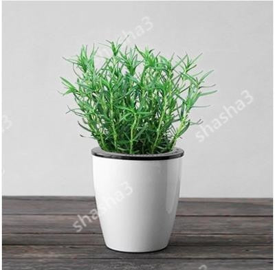 Rosemary Flower Bonsai Plants For Home Garden Gardening Decorations And Ornaments Kitchen Seasoning Outdoor Fast Growing