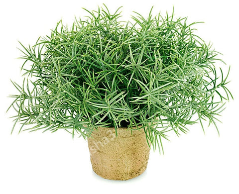 Rosemary Flower Bonsai Plants For Home Garden Gardening Decorations And Ornaments Kitchen Seasoning Outdoor Fast Growing