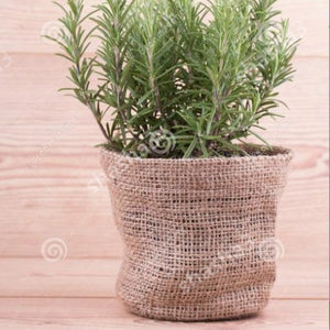 Rosemary Flower Bonsai Plants For Home Garden Gardening Decorations And Ornaments Kitchen Seasoning Outdoor Fast Growing