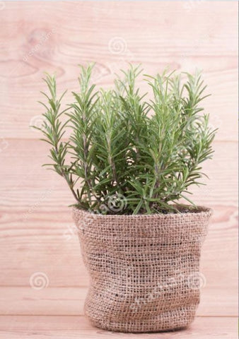 Rosemary Flower Bonsai Plants For Home Garden Gardening Decorations And Ornaments Kitchen Seasoning Outdoor Fast Growing