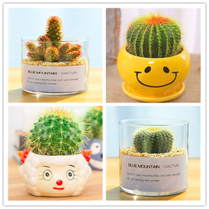 100pcs rare cactus plant Japan best selling succulent flower bonsai plant indoor plant home and garden decoration