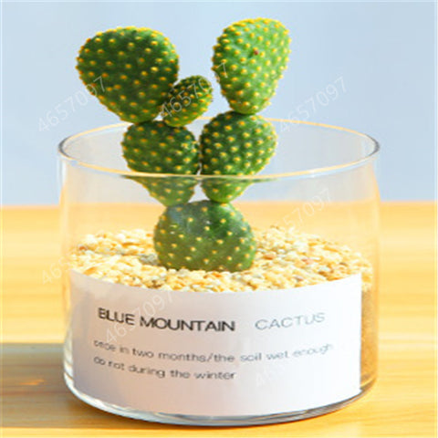 100pcs rare cactus plant Japan best selling succulent flower bonsai plant indoor plant home and garden decoration