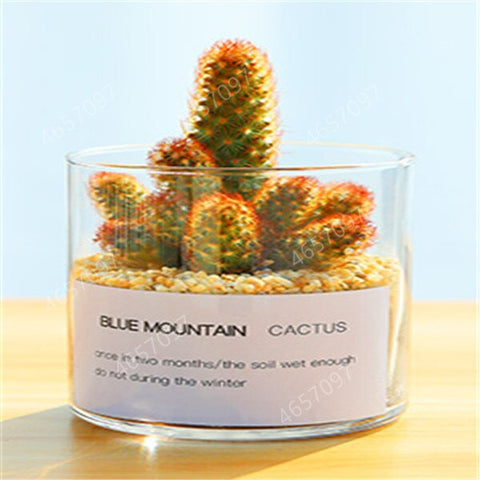 100pcs rare cactus plant Japan best selling succulent flower bonsai plant indoor plant home and garden decoration
