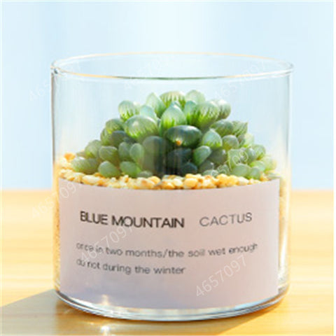 100pcs rare cactus plant Japan best selling succulent flower bonsai plant indoor plant home and garden decoration