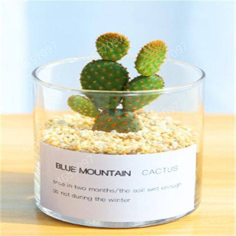 100pcs rare cactus plant Japan best selling succulent flower bonsai plant indoor plant home and garden decoration