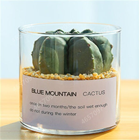 100pcs rare cactus plant Japan best selling succulent flower bonsai plant indoor plant home and garden decoration