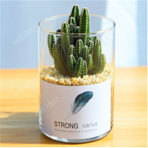 100pcs rare cactus plant Japan best selling succulent flower bonsai plant indoor plant home and garden decoration