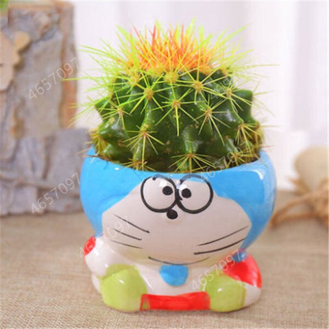 100pcs rare cactus plant Japan best selling succulent flower bonsai plant indoor plant home and garden decoration