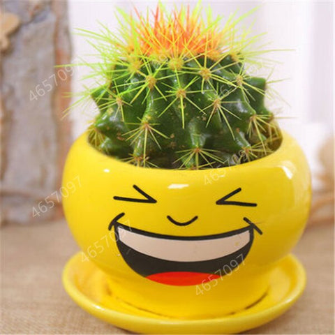 100pcs rare cactus plant Japan best selling succulent flower bonsai plant indoor plant home and garden decoration