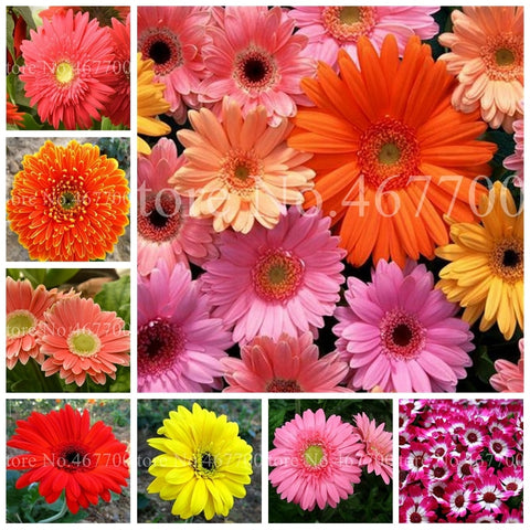 New Arrival 100 Pcs Hybrids Gerbera Daisy Perennial Flower Bonsai Plants Easy To Grow for Home Garden Pot Decor Potted Planter
