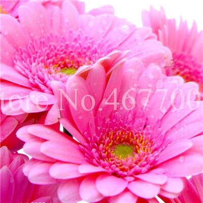 New Arrival 100 Pcs Hybrids Gerbera Daisy Perennial Flower Bonsai Plants Easy To Grow for Home Garden Pot Decor Potted Planter