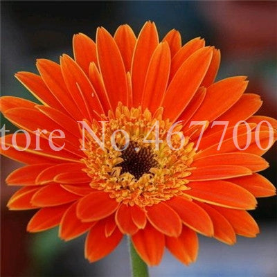 New Arrival 100 Pcs Hybrids Gerbera Daisy Perennial Flower Bonsai Plants Easy To Grow for Home Garden Pot Decor Potted Planter