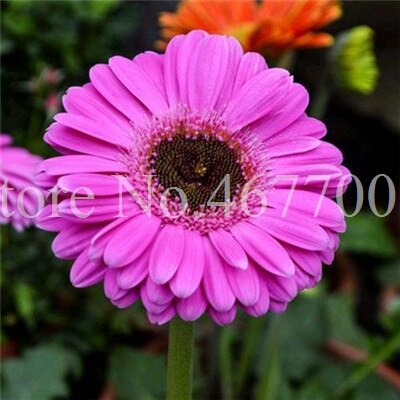 New Arrival 100 Pcs Hybrids Gerbera Daisy Perennial Flower Bonsai Plants Easy To Grow for Home Garden Pot Decor Potted Planter