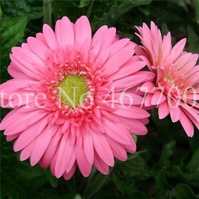 New Arrival 100 Pcs Hybrids Gerbera Daisy Perennial Flower Bonsai Plants Easy To Grow for Home Garden Pot Decor Potted Planter