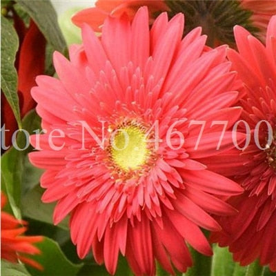 New Arrival 100 Pcs Hybrids Gerbera Daisy Perennial Flower Bonsai Plants Easy To Grow for Home Garden Pot Decor Potted Planter