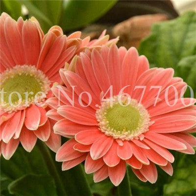 New Arrival 100 Pcs Hybrids Gerbera Daisy Perennial Flower Bonsai Plants Easy To Grow for Home Garden Pot Decor Potted Planter