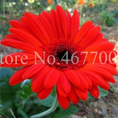 New Arrival 100 Pcs Hybrids Gerbera Daisy Perennial Flower Bonsai Plants Easy To Grow for Home Garden Pot Decor Potted Planter