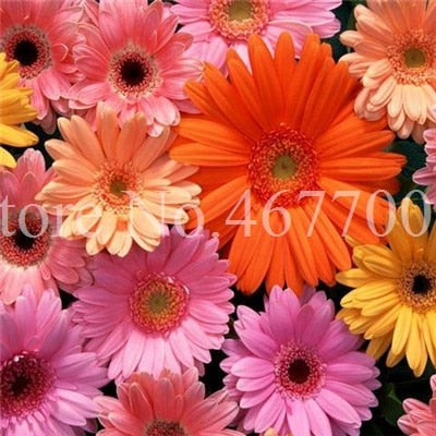 New Arrival 100 Pcs Hybrids Gerbera Daisy Perennial Flower Bonsai Plants Easy To Grow for Home Garden Pot Decor Potted Planter