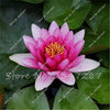 10 PCS Bowl Lotus Flower Aquarium Water Lily for Garden Decor 99% Germination Rate light up your garden