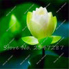 10 PCS Bowl Lotus Flower Aquarium Water Lily for Garden Decor 99% Germination Rate light up your garden
