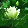 10 PCS Bowl Lotus Flower Aquarium Water Lily for Garden Decor 99% Germination Rate light up your garden