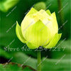 10 PCS Bowl Lotus Flower Aquarium Water Lily for Garden Decor 99% Germination Rate light up your garden