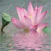 10 PCS Bowl Lotus Flower Aquarium Water Lily for Garden Decor 99% Germination Rate light up your garden