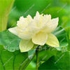 10 PCS Bowl Lotus Flower Aquarium Water Lily for Garden Decor 99% Germination Rate light up your garden