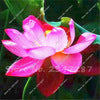 10 PCS Bowl Lotus Flower Aquarium Water Lily for Garden Decor 99% Germination Rate light up your garden