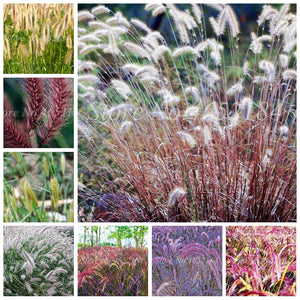 100 pcs/ Bag Imported Pennisetum Plant Half-hardy Perennial Outdoor Fountain Grass Bonsai Plants Home Garden Flower Pot Decor