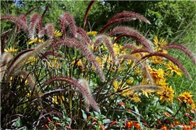 100 pcs/ Bag Imported Pennisetum Plant Half-hardy Perennial Outdoor Fountain Grass Bonsai Plants Home Garden Flower Pot Decor