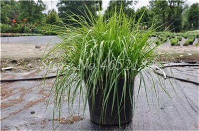 100 pcs/ Bag Imported Pennisetum Plant Half-hardy Perennial Outdoor Fountain Grass Bonsai Plants Home Garden Flower Pot Decor