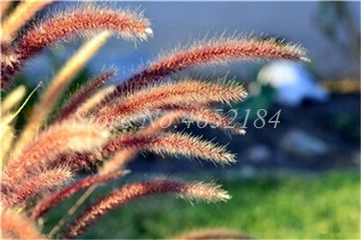 100 pcs/ Bag Imported Pennisetum Plant Half-hardy Perennial Outdoor Fountain Grass Bonsai Plants Home Garden Flower Pot Decor