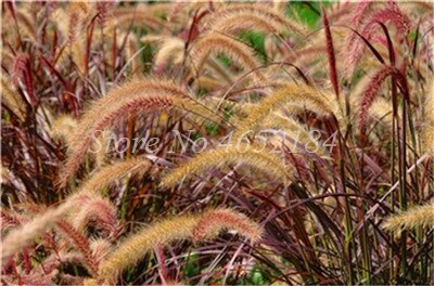 100 pcs/ Bag Imported Pennisetum Plant Half-hardy Perennial Outdoor Fountain Grass Bonsai Plants Home Garden Flower Pot Decor