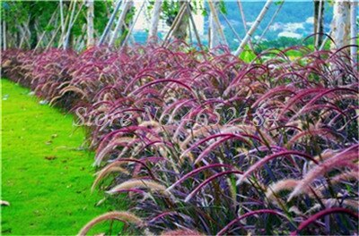 100 pcs/ Bag Imported Pennisetum Plant Half-hardy Perennial Outdoor Fountain Grass Bonsai Plants Home Garden Flower Pot Decor