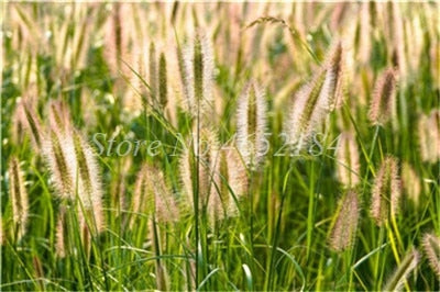 100 pcs/ Bag Imported Pennisetum Plant Half-hardy Perennial Outdoor Fountain Grass Bonsai Plants Home Garden Flower Pot Decor