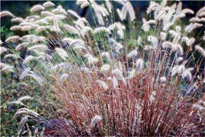 100 pcs/ Bag Imported Pennisetum Plant Half-hardy Perennial Outdoor Fountain Grass Bonsai Plants Home Garden Flower Pot Decor