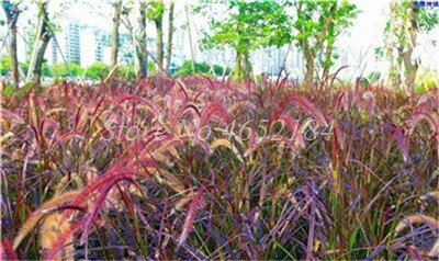 100 pcs/ Bag Imported Pennisetum Plant Half-hardy Perennial Outdoor Fountain Grass Bonsai Plants Home Garden Flower Pot Decor