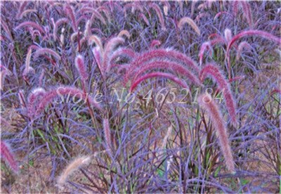 100 pcs/ Bag Imported Pennisetum Plant Half-hardy Perennial Outdoor Fountain Grass Bonsai Plants Home Garden Flower Pot Decor