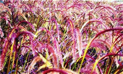 100 pcs/ Bag Imported Pennisetum Plant Half-hardy Perennial Outdoor Fountain Grass Bonsai Plants Home Garden Flower Pot Decor