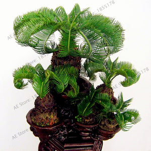 10pcs/bag potted Cycas flores,bonsai plant for home and garden DIY,indoor decorative tree 100% true plantas