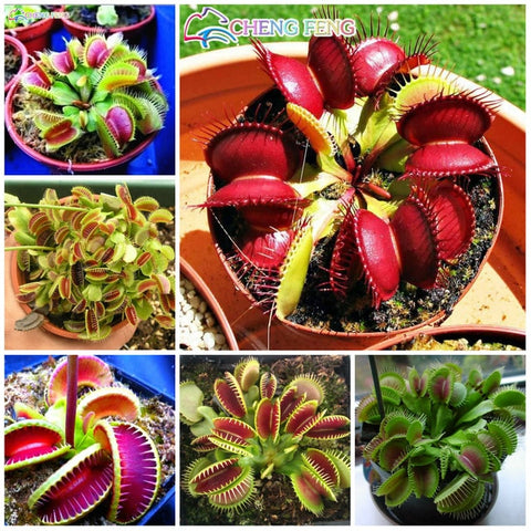 50pcs Potted Insectivorous Dionaea Muscipula Giant Clip Flytrap bonsai Carnivorous Plant home garden decoration