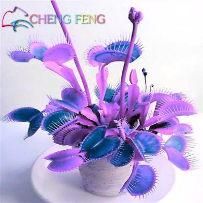 50pcs Potted Insectivorous Dionaea Muscipula Giant Clip Flytrap bonsai Carnivorous Plant home garden decoration