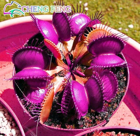 50pcs Potted Insectivorous Dionaea Muscipula Giant Clip Flytrap bonsai Carnivorous Plant home garden decoration