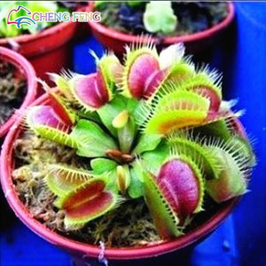 50pcs Potted Insectivorous Dionaea Muscipula Giant Clip Flytrap bonsai Carnivorous Plant home garden decoration